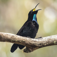 Paradise Riflebird
